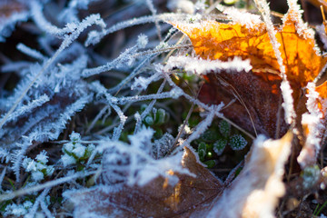 Frost Blätter im Sonnenschein