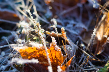 Frost Blätter im Sonnenschein