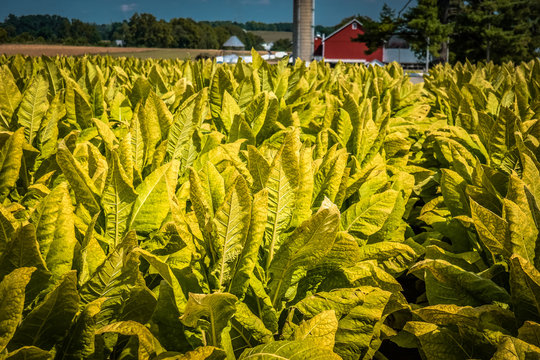 tobacco to harvest in Lancaster County