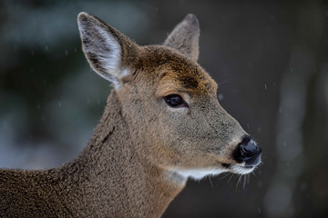 Whitetail deer in snow