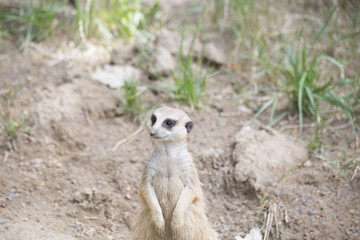 Fototapeta premium Meerkat