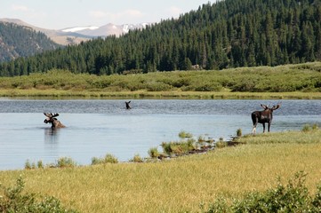 Obraz na płótnie Canvas Three bull moose eating in a pond