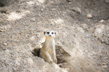 Meerkat