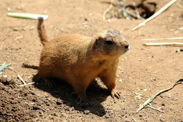 Prairie dog standing outside of it's burrow