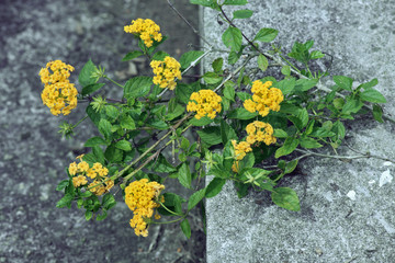 Wild sage on the gray background of a concrete wall