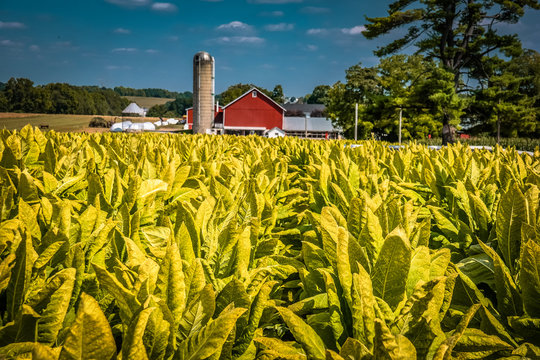 Tobacco field in rural Lancaster County PA