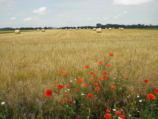 Rural landscape with poppy flower and haystack