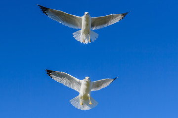 Two Gulls frontal flying close up