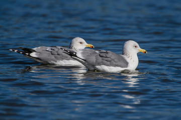 Fototapeta premium California Gulls Black Ring on Beak Swimming