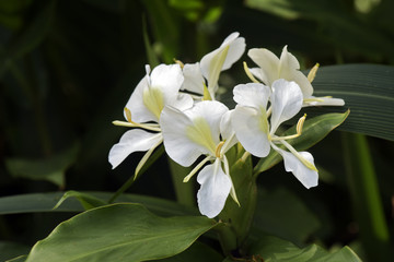 White ginger lily on dark forest background