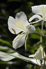 White ginger lily on dark forest background