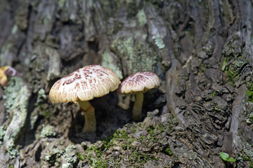 Fungus sighted in Atlantic Rainforest