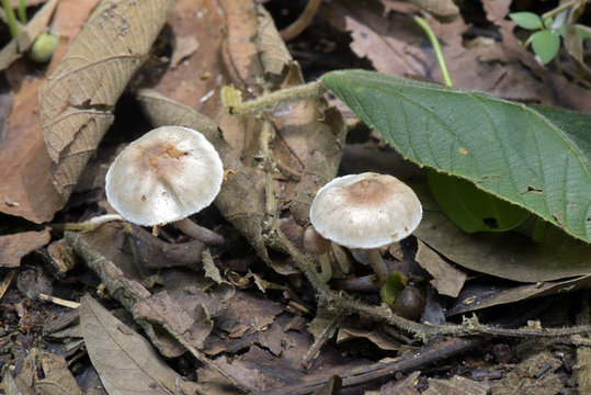 Fungus on the dry leaves sighted in Atlantic Rainforest