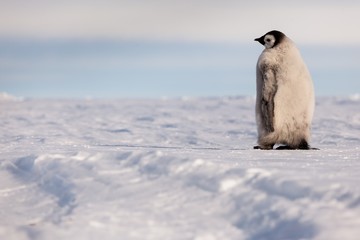Lone Emperor penguin chick