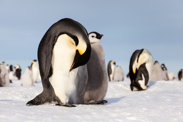 Fototapeta na wymiar Life of an Emperor penguin in the big colony (with chicks!))