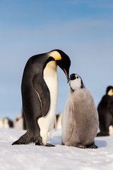 Emperor penguin chick waiting to be fed