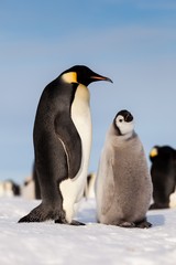Fototapeta na wymiar Emperor penguin chick waiting to be fed