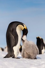 Fototapeta na wymiar Life of an Emperor penguin in the big colony (with chicks!))