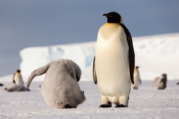 Obraz premium Cute Emperor penguin chick trying to scratch head