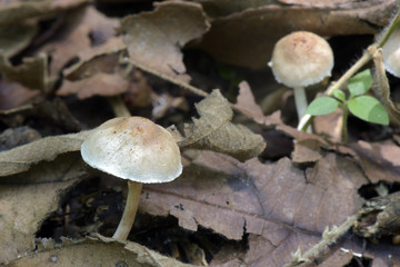 Fungus on the dry leaves sighted in Atlantic Rainforest