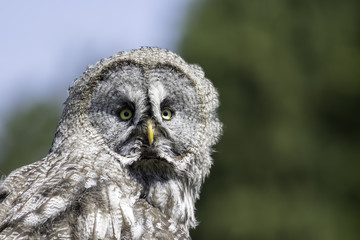 Great Gray owl portrait image with copy space