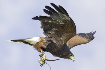 Harris's hawk in flight with falconry jesses and bell