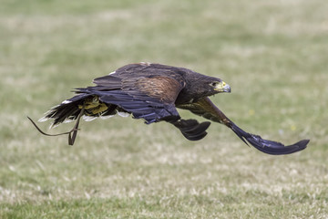 Harris's Hawk (Parabutea unicinctus) flying fast low to the ground