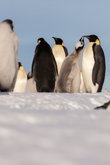 Obraz premium Life of an Emperor penguin in the big colony (with chicks!))