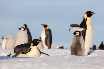 Naklejka na ściany i meble Emperor penguin gathering