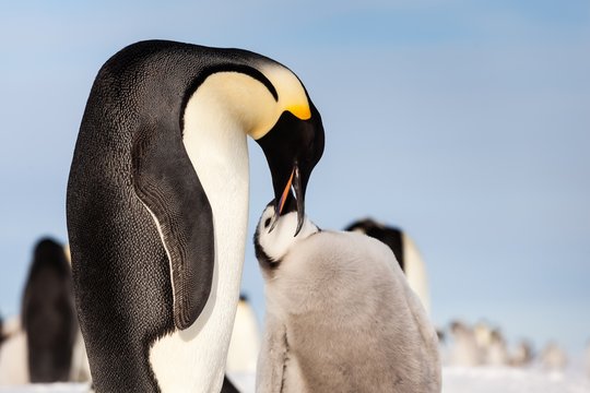 Emperor penguin feeding cute chick