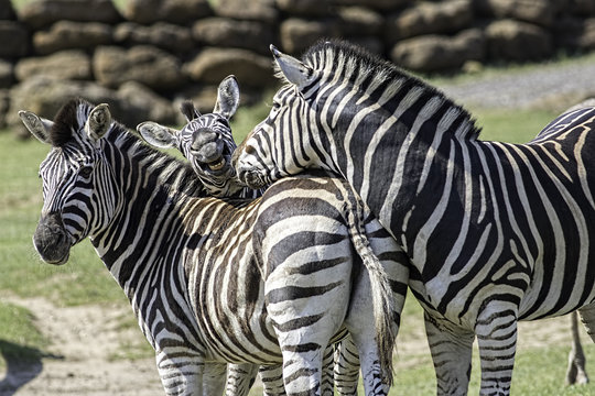 Fun animal image of a family of zebras