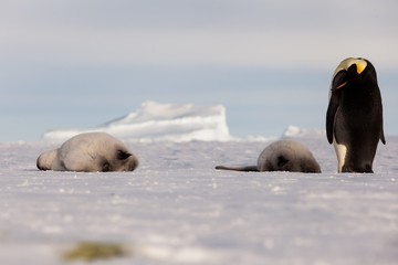 Naklejka premium Life of an Emperor penguin in the big colony (with chicks!))