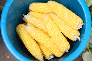 Ripe corn