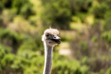 Head and long neck of funny ostrich