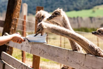 Zelfklevend Fotobehang Ostrich feeding © Mario Hoppmann