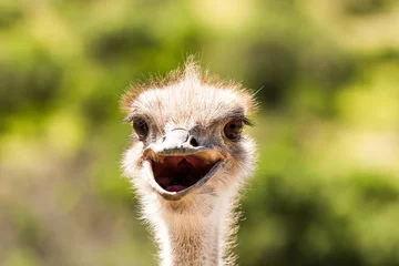 Wandaufkleber Portrait of funny ostrich © Mario Hoppmann