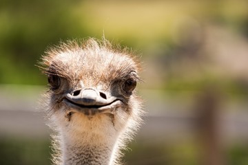 Portrait of funny ostrich