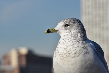 NYC bird 