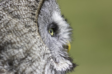 Obraz premium Wise old owl contemplation. Great grey owl (Strix nebulosa) with copy space. Ideal ornithology poster image