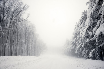 Road and trees in blizzard