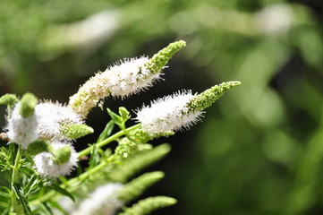 Plants, flowers and trees of the cedarberg, Western Cape, South Africa