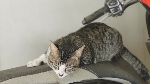 Adorable cat laying on mortorcycle