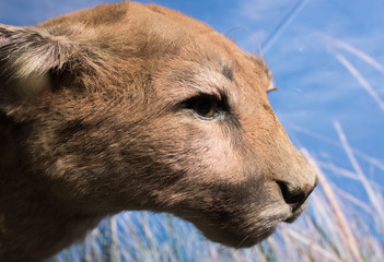 Puma