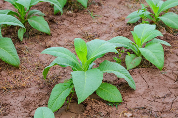 Blooming tobacco plants with leaves