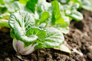 Chinese cabbage,Bok choy or pak choi in a farm,organic vegetables