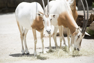 Scimitar Oryx