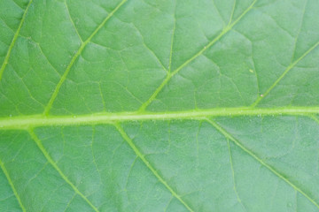 Blooming tobacco plants with leaves