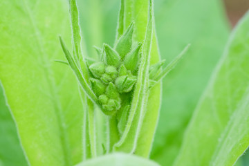 Blooming tobacco plants with leaves