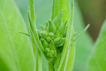 Blooming tobacco plants with leaves