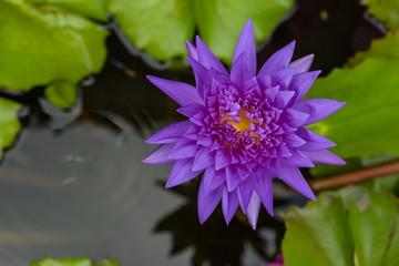 Beautiful lotus flower